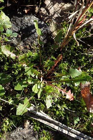 Taraxacum sect. Ruderalia \ Gew�hnlicher L�wenzahn, Kuhblume / Dandelion, D Weinheim an der Bergstra&szlig;e 14.10.2017