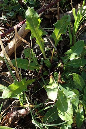 Taraxacum sect. Ruderalia \ Gew�hnlicher L�wenzahn, Kuhblume / Dandelion, D Weinheim an der Bergstra&szlig;e 14.10.2017