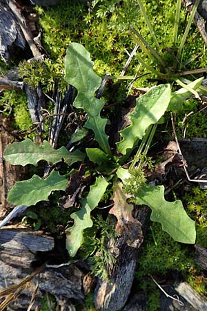 Taraxacum sect. Ruderalia \ Gew�hnlicher L�wenzahn, Kuhblume / Dandelion, D Weinheim an der Bergstra&szlig;e 14.10.2017