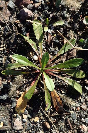 Taraxacum sect. Ruderalia \ Gew�hnlicher L�wenzahn, Kuhblume / Dandelion, D Weinheim an der Bergstra&szlig;e 14.10.2017