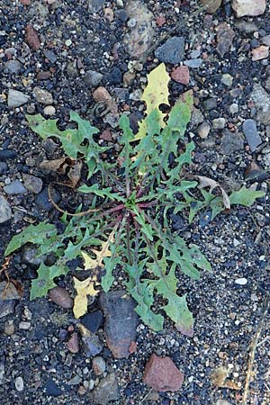 Taraxacum sect. Ruderalia \ Gew�hnlicher L�wenzahn, Kuhblume / Dandelion, D Weinheim an der Bergstra&szlig;e 14.10.2017