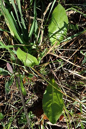 Taraxacum sect. Ruderalia \ Gew�hnlicher L�wenzahn, Kuhblume / Dandelion, D Weinheim an der Bergstra&szlig;e 14.10.2017