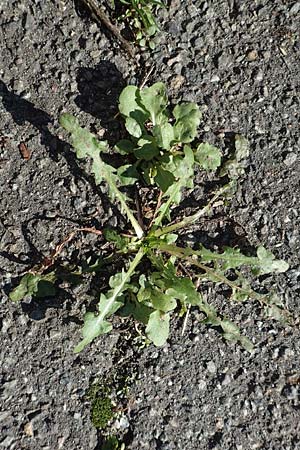 Taraxacum sect. Ruderalia \ Gew�hnlicher L�wenzahn, Kuhblume / Dandelion, D Weinheim an der Bergstra&szlig;e 14.10.2017