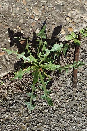 Taraxacum sect. Ruderalia \ Gew�hnlicher L�wenzahn, Kuhblume / Dandelion, D Weinheim an der Bergstra&szlig;e 14.10.2017