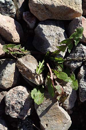 Taraxacum sect. Ruderalia \ Gew�hnlicher L�wenzahn, Kuhblume / Dandelion, D Weinheim an der Bergstra&szlig;e 14.10.2017