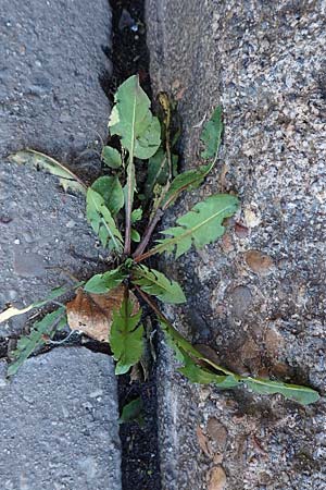 Taraxacum sect. Ruderalia \ Gew�hnlicher L�wenzahn, Kuhblume / Dandelion, D Weinheim an der Bergstra&szlig;e 14.10.2017