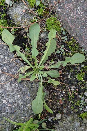Taraxacum sect. Ruderalia \ Gew�hnlicher L�wenzahn, Kuhblume / Dandelion, D Weinheim an der Bergstra&szlig;e 14.10.2017