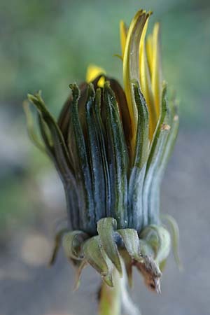 Taraxacum plumbeum agg. \ Fr�nkischer Schwielen-L�wenzahn / Franconian Lesser Dandelion, D Weinheim an der Bergstra&szlig;e 14.10.2017