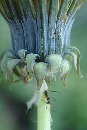 Taraxacum plumbeum agg. \ Fr�nkischer Schwielen-L�wenzahn / Franconian Lesser Dandelion, D Weinheim an der Bergstra&szlig;e 14.10.2017