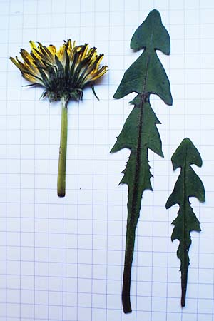 Taraxacum plumbeum agg. \ Fr�nkischer Schwielen-L�wenzahn / Franconian Lesser Dandelion, D Weinheim an der Bergstra&szlig;e 14.10.2017