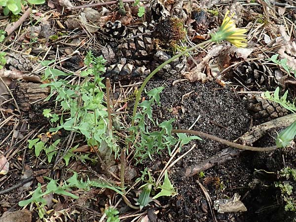 Taraxacum tortilobum \ Gedrehtlappiger L�wenzahn / Twisted-Lobed Dandelion, D Mannheim 23.4.2018