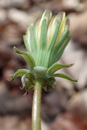 Taraxacum lacistophyllum \ Geschlitztbl�ttriger L�wenzahn / Cut-Leaved Dandelion, D Mannheim 23.4.2018