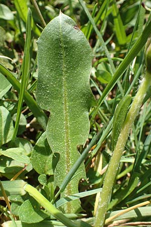Taraxacum hollandicum \ Holl&auml;ndischer Sumpf-L�wenzahn / Dutch Marsh Dandelion, D Konstanz 24.4.2018