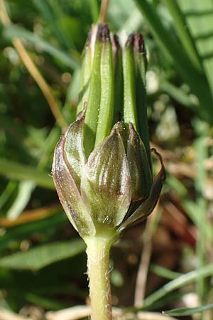 Taraxacum hollandicum \ Holl&auml;ndischer Sumpf-L�wenzahn / Dutch Marsh Dandelion, D Konstanz 24.4.2018