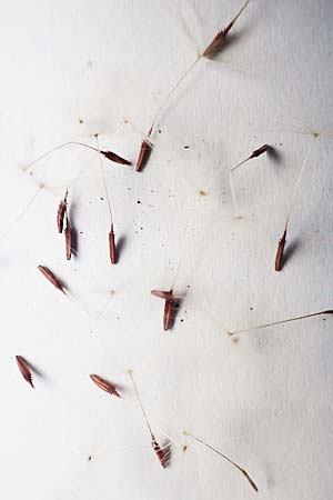 Taraxacum lacistophyllum \ Geschlitztbl�ttriger L�wenzahn / Cut-Leaved Dandelion, D Mannheim 3.5.2018