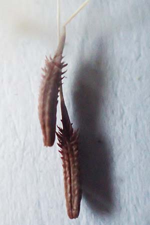 Taraxacum lacistophyllum \ Geschlitztbl�ttriger L�wenzahn / Cut-Leaved Dandelion, D Mannheim 3.5.2018