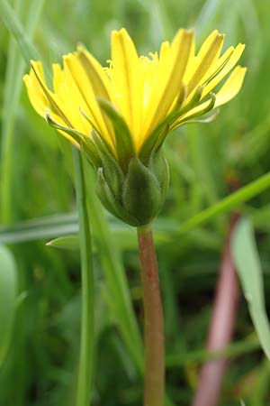Taraxacum hollandicum \ Holl&auml;ndischer Sumpf-L�wenzahn / Dutch Marsh Dandelion, D Schwaigen-Hinterbraunau 2.5.2019