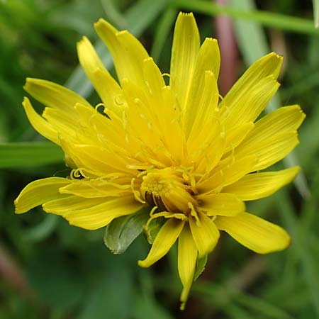 Taraxacum hollandicum \ Holl&auml;ndischer Sumpf-L�wenzahn / Dutch Marsh Dandelion, D Schwaigen-Hinterbraunau 2.5.2019