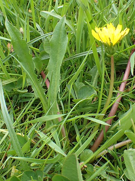 Taraxacum hollandicum \ Holl&auml;ndischer Sumpf-L�wenzahn / Dutch Marsh Dandelion, D Schwaigen-Hinterbraunau 2.5.2019