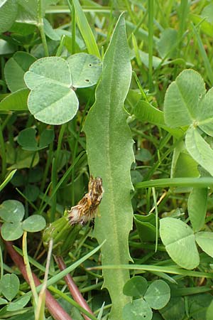 Taraxacum hollandicum \ Holl&auml;ndischer Sumpf-L�wenzahn / Dutch Marsh Dandelion, D Schwaigen-Hinterbraunau 2.5.2019