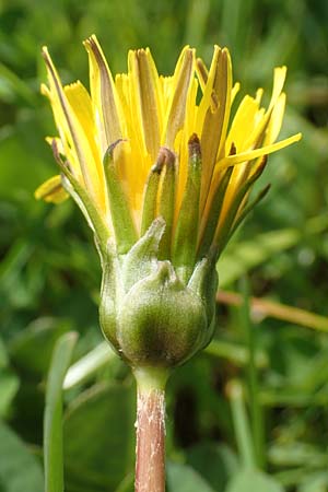 Taraxacum hollandicum \ Holl&auml;ndischer Sumpf-L�wenzahn / Dutch Marsh Dandelion, D Schwaigen-Hinterbraunau 2.5.2019