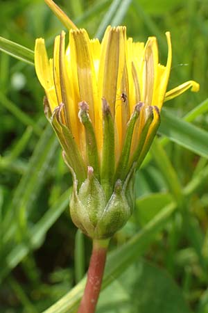 Taraxacum hollandicum \ Holl&auml;ndischer Sumpf-L�wenzahn / Dutch Marsh Dandelion, D Schwaigen-Hinterbraunau 2.5.2019
