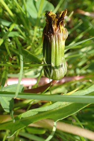Taraxacum hollandicum \ Holl&auml;ndischer Sumpf-L�wenzahn / Dutch Marsh Dandelion, D Schwaigen-Hinterbraunau 2.5.2019