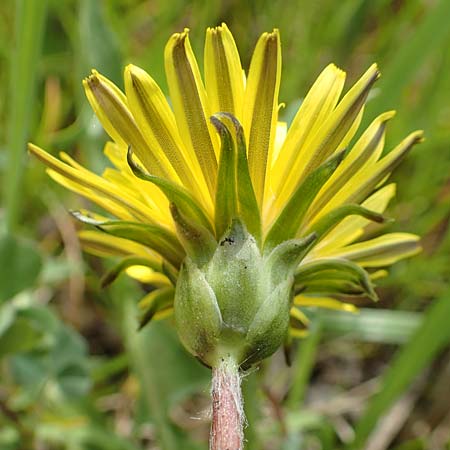 Taraxacum hollandicum \ Holl&auml;ndischer Sumpf-L�wenzahn / Dutch Marsh Dandelion, D Schwaigen-Hinterbraunau 2.5.2019