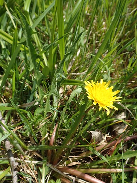 Taraxacum hollandicum \ Holl&auml;ndischer Sumpf-L�wenzahn / Dutch Marsh Dandelion, D Schwaigen-Hinterbraunau 2.5.2019