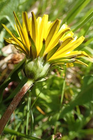 Taraxacum hollandicum \ Holl&auml;ndischer Sumpf-L�wenzahn / Dutch Marsh Dandelion, D Schwaigen-Hinterbraunau 2.5.2019