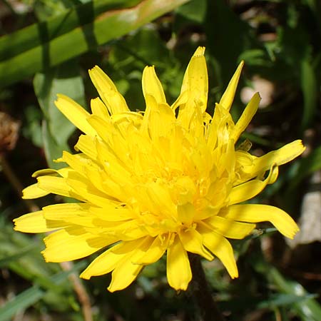 Taraxacum hollandicum \ Holl&auml;ndischer Sumpf-L�wenzahn / Dutch Marsh Dandelion, D Schwaigen-Hinterbraunau 2.5.2019