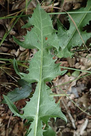 Taraxacum specG ? \ L�wenzahn / Dandelion, D Westerwald, Hasselbach 8.6.2020