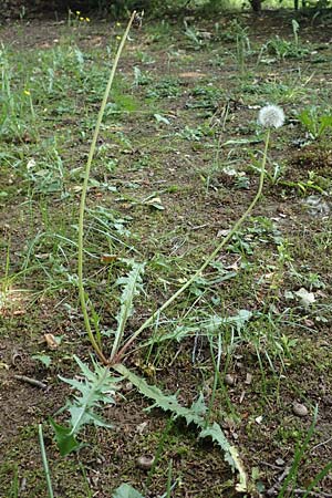 Taraxacum specG ? \ L�wenzahn / Dandelion, D Westerwald, Hasselbach 8.6.2020