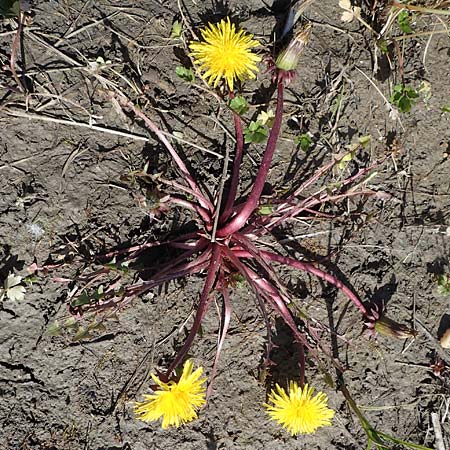 Taraxacum sp.aff. spurium \ L�wenzahn / Dandelion, D Schutterwald 27.4.2021