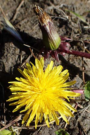 Taraxacum sp.aff. spurium \ L�wenzahn / Dandelion, D Schutterwald 27.4.2021