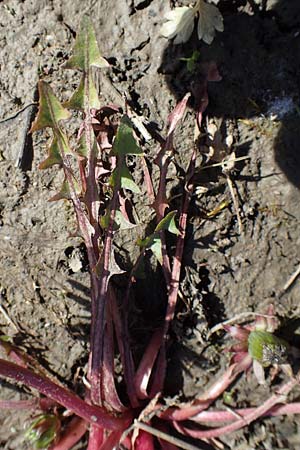 Taraxacum sp.aff. spurium \ L�wenzahn / Dandelion, D Schutterwald 27.4.2021