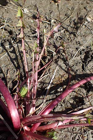 Taraxacum sp.aff. spurium \ L�wenzahn / Dandelion, D Schutterwald 27.4.2021