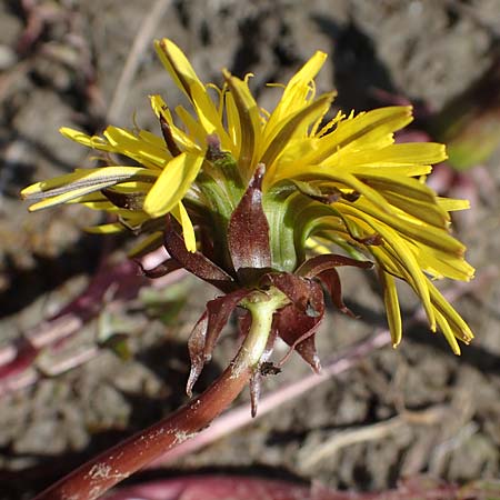 Taraxacum sp.aff. spurium \ L�wenzahn / Dandelion, D Schutterwald 27.4.2021