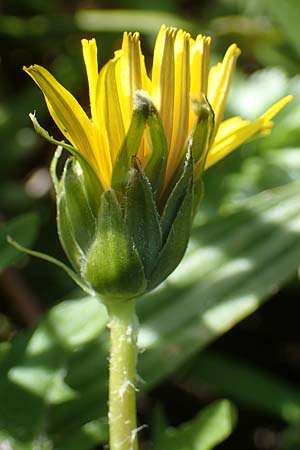 Taraxacum cf. subundulatum ? \ Feingewellter L�wenzahn / Fine-Wavy Dandelion, D Schutterwald 27.4.2021