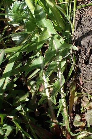 Taraxacum cf. subundulatum ? \ Feingewellter L�wenzahn / Fine-Wavy Dandelion, D Schutterwald 27.4.2021