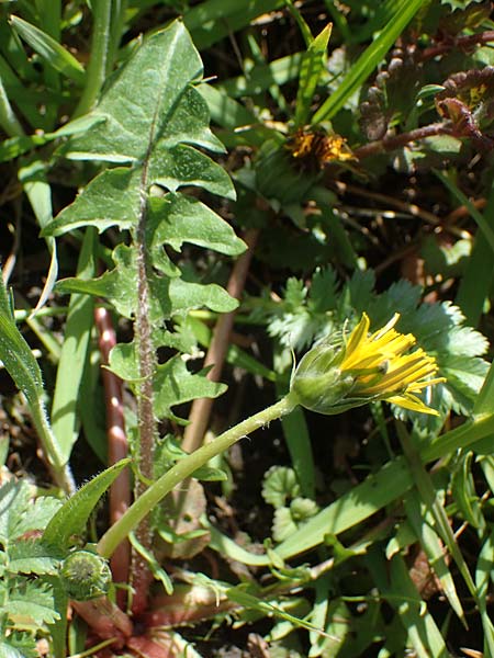 Taraxacum cf. subundulatum ? \ Feingewellter L�wenzahn / Fine-Wavy Dandelion, D Schutterwald 27.4.2021