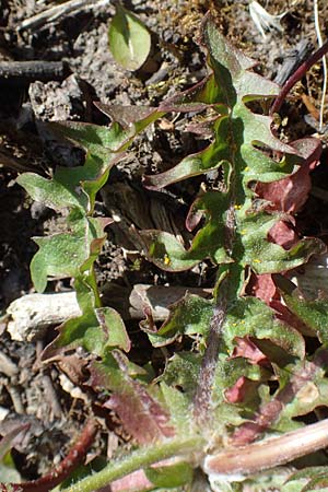 Taraxacum spec7 ? \ L�wenzahn / Dandelion, D Neuried-Altenheim 27.4.2021