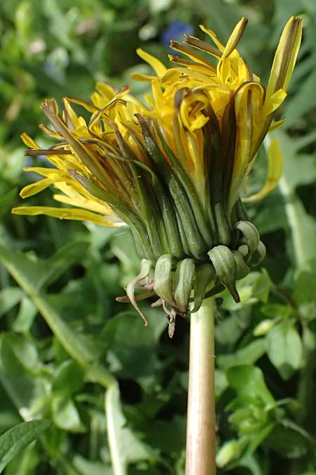 Taraxacum sect. Ruderalia \ Gew�hnlicher L�wenzahn, Kuhblume / Dandelion, D Mannheim 26.3.2024