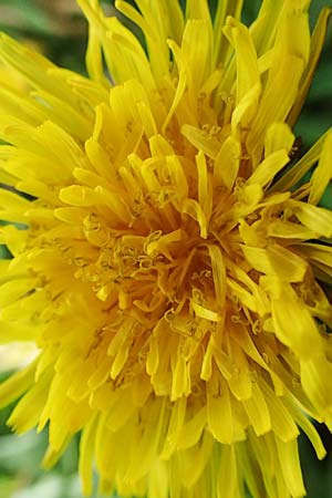 Taraxacum sect. Ruderalia \ Gew�hnlicher L�wenzahn, Kuhblume / Dandelion, D Mannheim 26.3.2024