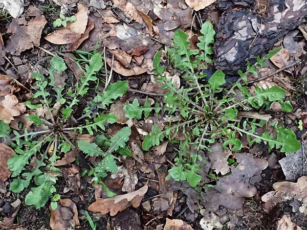 Lapsana communis subsp. communis \ Gemeiner Rainkohl / Nipplewort, D Mannheim 1.4.2024