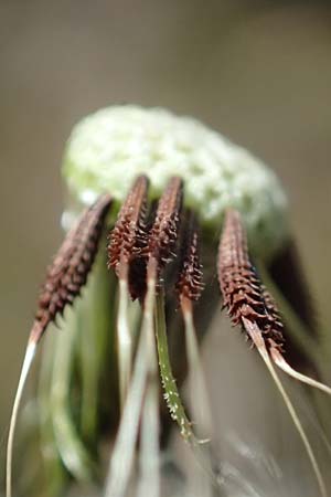 Taraxacum sp.aff. proximum \ Schwielen-L�wenzahn / Lesser Dandelion, D Mannheim 4.4.2025