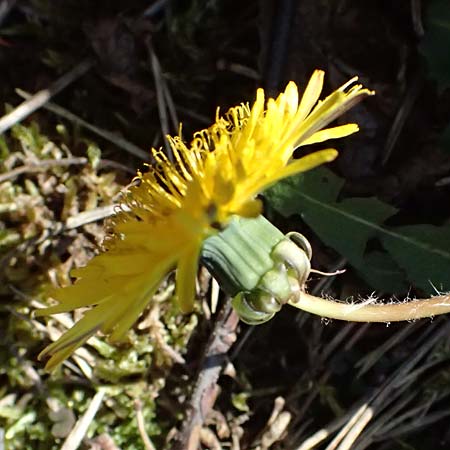 Taraxacum sp.aff. proximum \ Schwielen-L�wenzahn / Lesser Dandelion, D Mannheim 4.4.2025