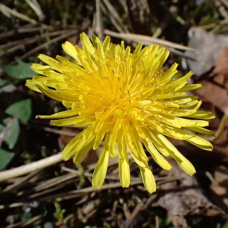 Taraxacum sp.aff. proximum \ Schwielen-L�wenzahn / Lesser Dandelion, D Mannheim 4.4.2025
