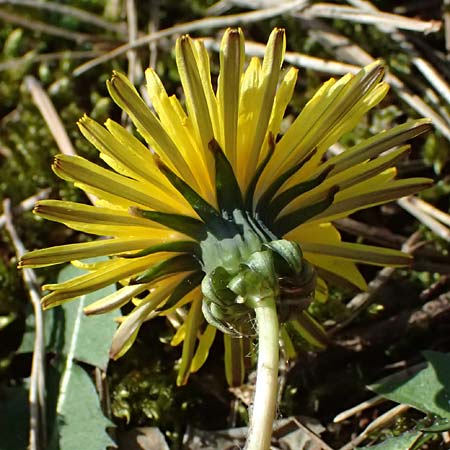 Taraxacum sp.aff. proximum \ Schwielen-L�wenzahn / Lesser Dandelion, D Mannheim 4.4.2025