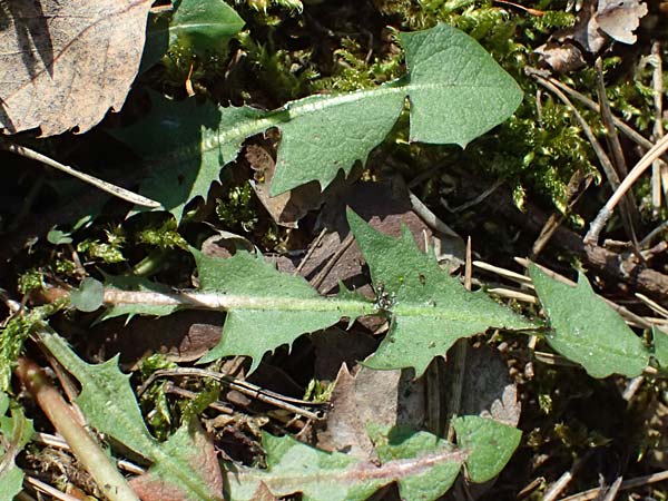 Taraxacum sp.aff. proximum \ Schwielen-L�wenzahn / Lesser Dandelion, D Mannheim 4.4.2025